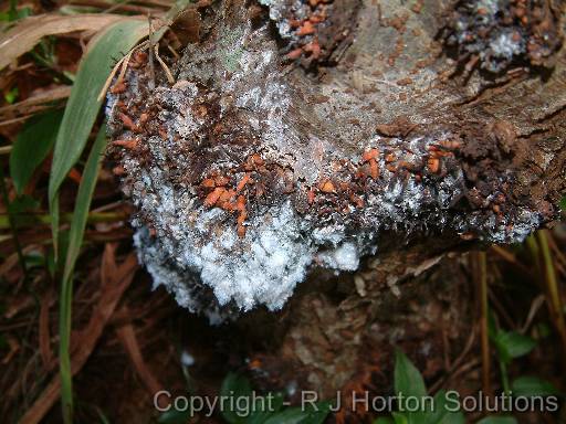 Woolly Apple Aphid 